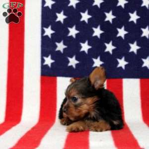 Dallas, Yorkie Puppy